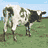 Cow11