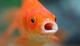 GrumpyGoldfish's Avatar